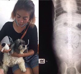 น้อง "ปุ๊กปิ๊ก" เพศ : เมีย อายุ : 9 ปี พันธุ์ : Shih Tzu ภาวะคลอดยาก น้อง "ปุ๊กปิ๊ก" เพศ : เมีย อายุ : 9 ปี พันธุ์ : Shih Tzu ภาวะคลอดยาก